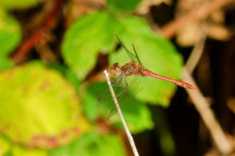 Sympetrum striolatum 1 Große Heidelibelle Sympetrum str Flickr