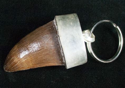 Authentic Fossil Mosasaurus Tooth Keychain For Sale