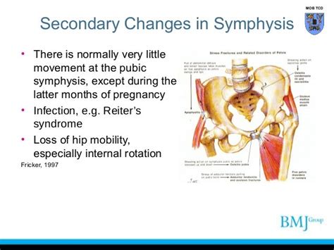 Anatomy Of Pubic Symphysis And Sacroiliac Joint Am