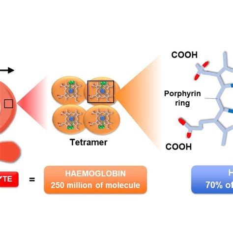 Erythrocyte structure and content. One single erythrocyte contains ...