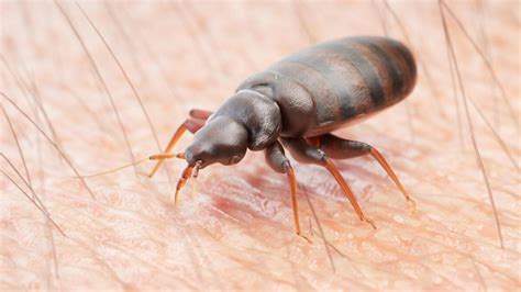 North Carolina Cities Among The Worst Cities For Bed Bugs In The U