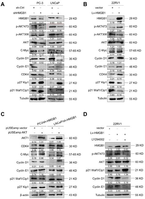 Hmgb Activated Akt Signaling Pathway And Increased Key Cell Cycle