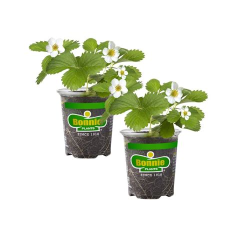 Bonnie Plants undefined at Lowes.com