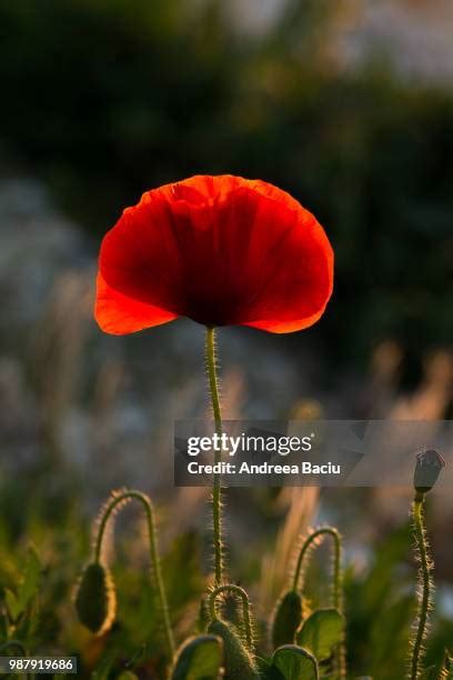 389 Fire Poppy Stock Photos, High-Res Pictures, and Images - Getty Images