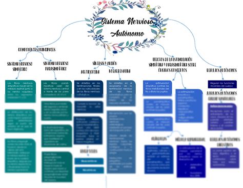 Mapa Conceptual Del Sistema Nervioso Aut Nomo Virtual Hot Sex Picture