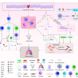 Schematic Representation Of The Basic Underlying Mechanisms Of