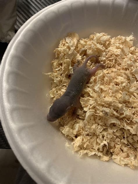 Baby newborn rat : r/RATS