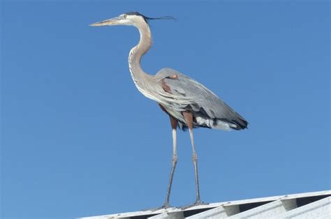 10 Herons and Egrets Found in North America | Wading Birds