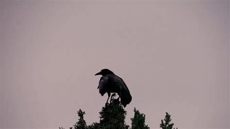 Crow Flying From A Trunk Tree Free Stock Video Footage, Royalty-Free 4K ...