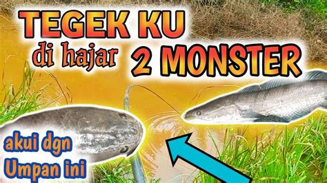 PERCAYA DENGAN UMPAN INI 2 MONSTER GABUS BISA DI SELAMATKAN MANCING