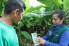 SENASA trabaja en la contención de plaga que afecta a bananos y