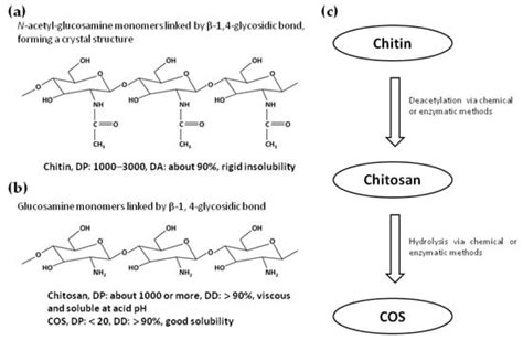 Ijms Free Full Text Chitosan And Chitooligosaccharide The Promising Non Plant Derived