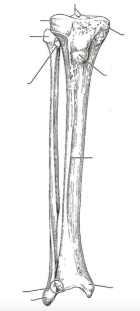 Tibia And Fibula Markings Diagram Quizlet