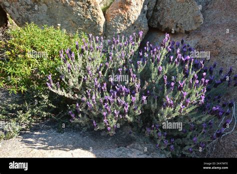 Lavanda Lavandula Stoechas Stock Photo Alamy