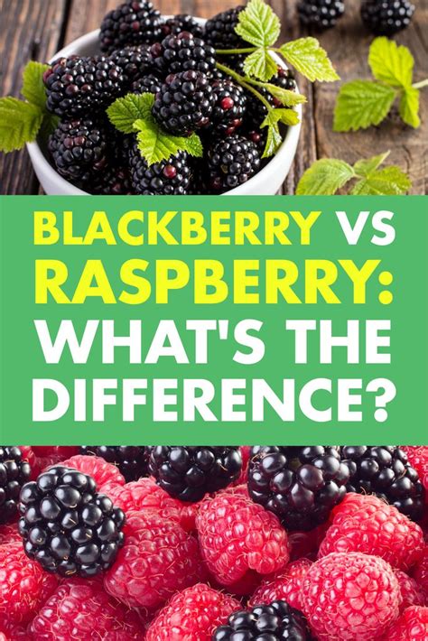 Blackberry Vs Raspberry Whats The Difference Growing Raspberries