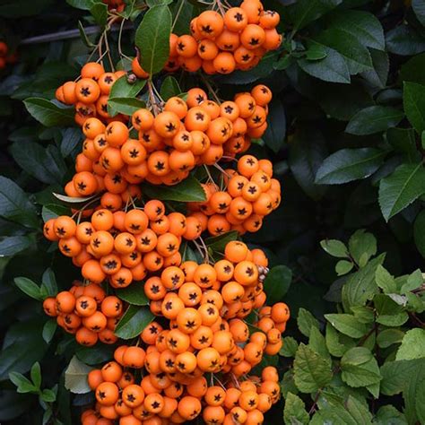 Pyracantha Coccinea Orange Glow Szk Ka Ro Lin Ozdobnych Niemczyk