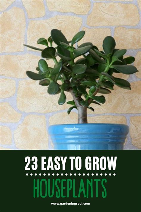 23 Easy To Grow Houseplants Easy To Grow Houseplants Houseplants Household Plants