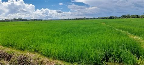 Nicaragua Registra Buen Avance De Siembra De Arroz De Riego Y Altas