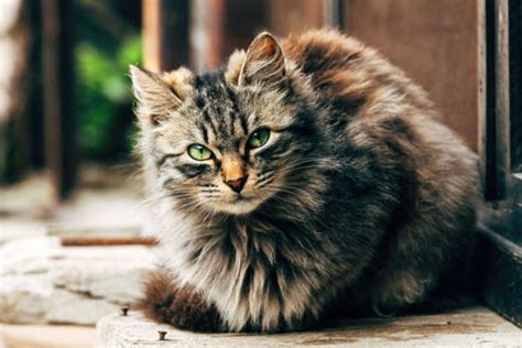 10 Biggest Cats In The World