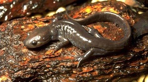 Road closed for endangered salamanders - UPI.com