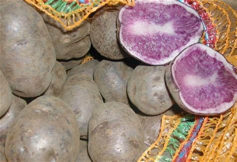 Сорт картофеля «Гурман» – описание и фото