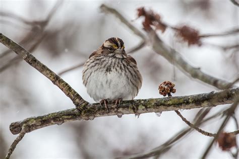 Photo Essay: Winter wildlife in the Chesapeake Bay watershed ...