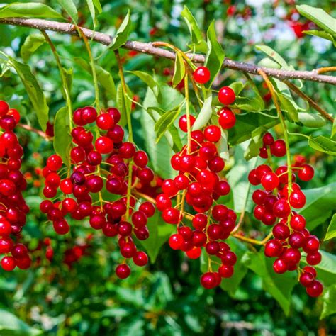 chokecherry tree  sale privacyshrubscom