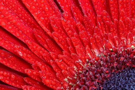 Una Vista Cercana De Una Hermosa Flor De Gerbera Roja Con Gotas De Agua