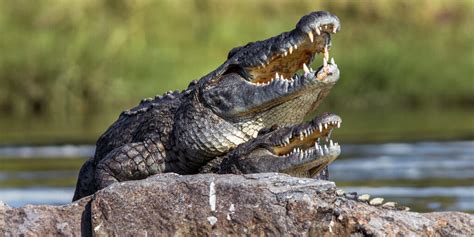 Overhead Helicopters Make Australian Crocodiles Horny Mating Frenzy Ensues Rooster Magazine