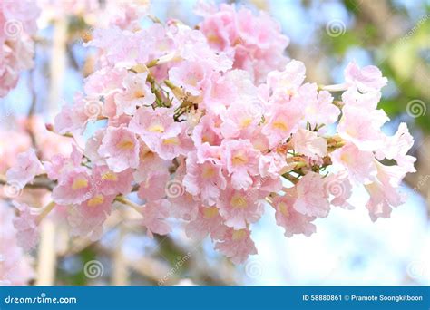 Pink Ipe Tabebuia Avellanedae Or Handroanthus Impetiginosus Royalty