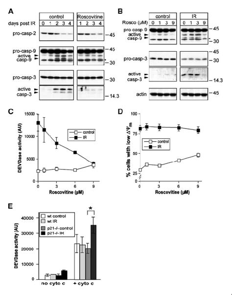 The Cdk Inhibitor Roscovitine Prevents Processing And Activation Of Download Scientific Diagram