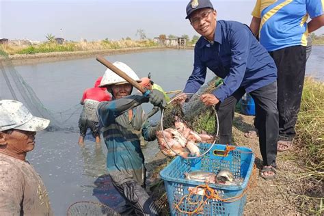 Sulap Sawah Jadi Kolam Ikan Kampung Nila Turunrejo Dijadikan