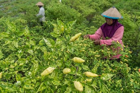 Fluktuasi Adalah Perubahan Naik Turun Simak Definisi Dan Penyebabnya