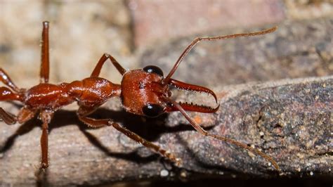 The Worlds Most Dangerous Ant Bulldog Ants One Minute Nature Show