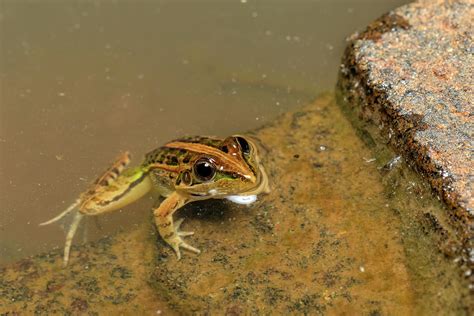 Mascarene Grass Frog Ptychadena Mascareniensis Ambalavao Andringitra