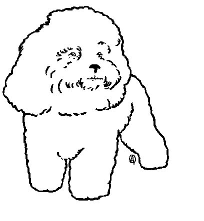 Bichon Frise Drawing at GetDrawings | Free download