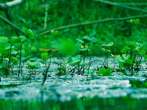 Water Plants Green Free Photo On Pixabay Pixabay