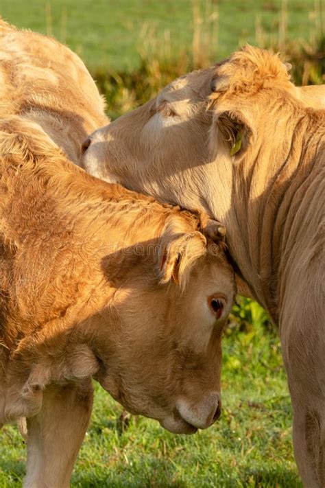 Two Cows Rub Against Each Other Expressing Feelings For Each Other