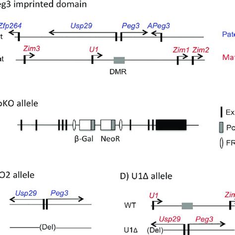 Activation Effects Of The Maternal Allele On The Paternal Allele Of