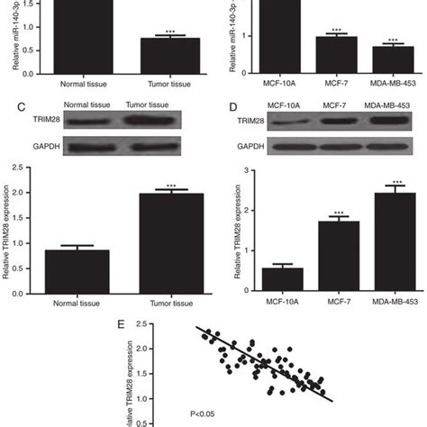 Expression Of Mir 140 3p In Breast Cancer Tissues And Cell Lines A