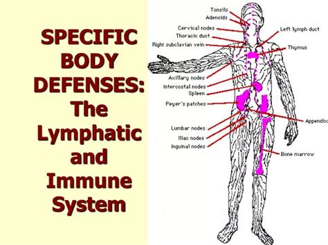 Ppt Specific Body Defenses The Lymphatic And Immune System