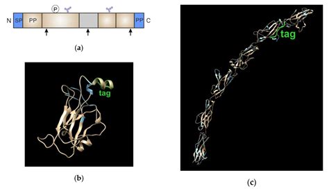 Mps Free Full Text Analysis Of Gpi Anchored Receptor Distribution