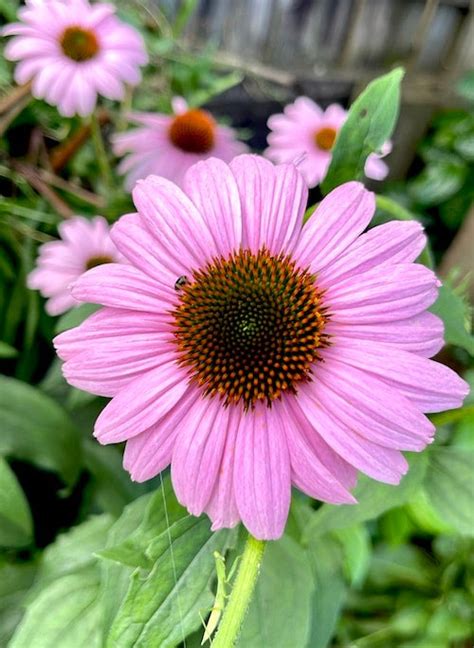 Echinacea Purpurea Edible Medicinal Plant Beautiful Scented Flower