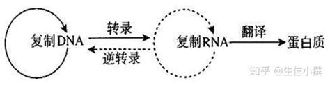 进化基因组学比较转录组 导论 知乎