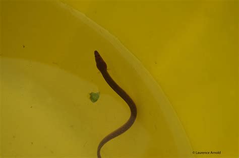 The ZSL eel monitoring the Thames 2014 - INJAF