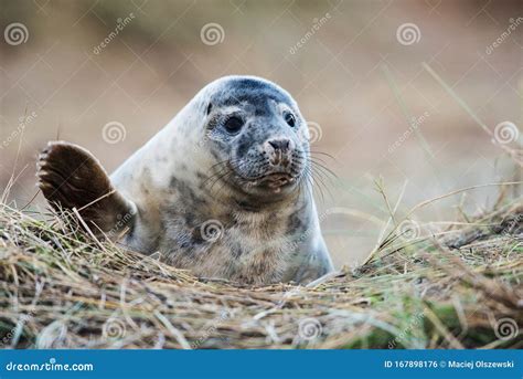 Puppy of Gray Seal, Grey Seal, Seals, Halichoerus Grypus Stock Photo ...