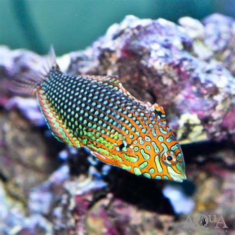 Ornate Leopard Wrasse Aqua Imports Online Store