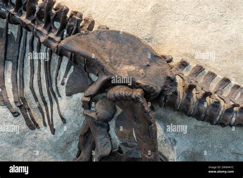 Fossilized Hip Bones Of A Young Camarasaurus In The Quarry Exhibit Hall