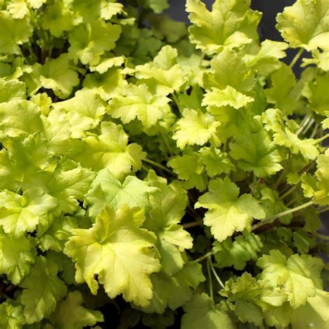 Heuchera Lime Marmalade The Nunhead Gardener