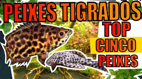 TOP 5 PEIXES TIGRADOS PARA AQUÁRIOS Mr Betta YouTube